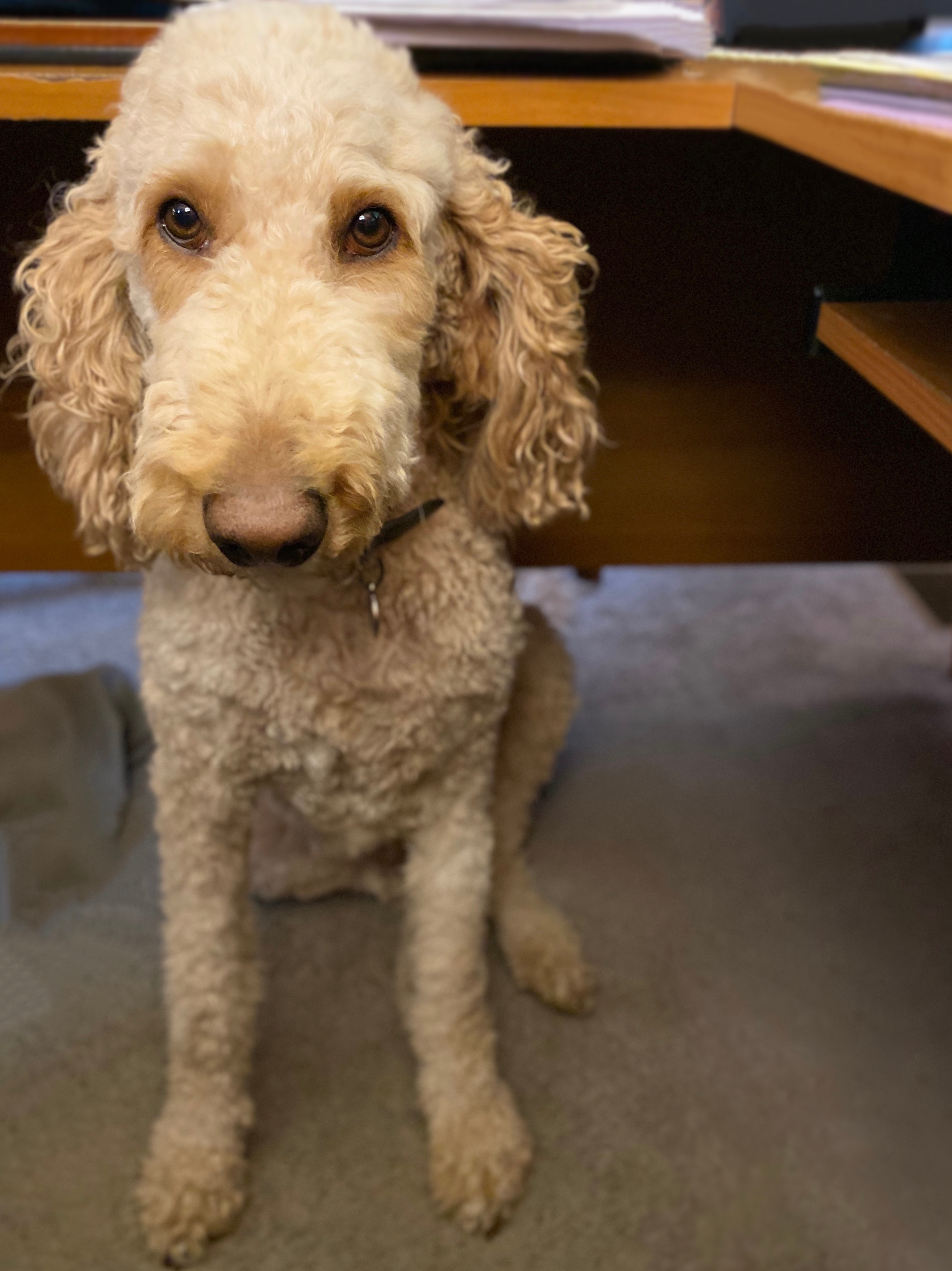 Baxter under Shelley's Desk