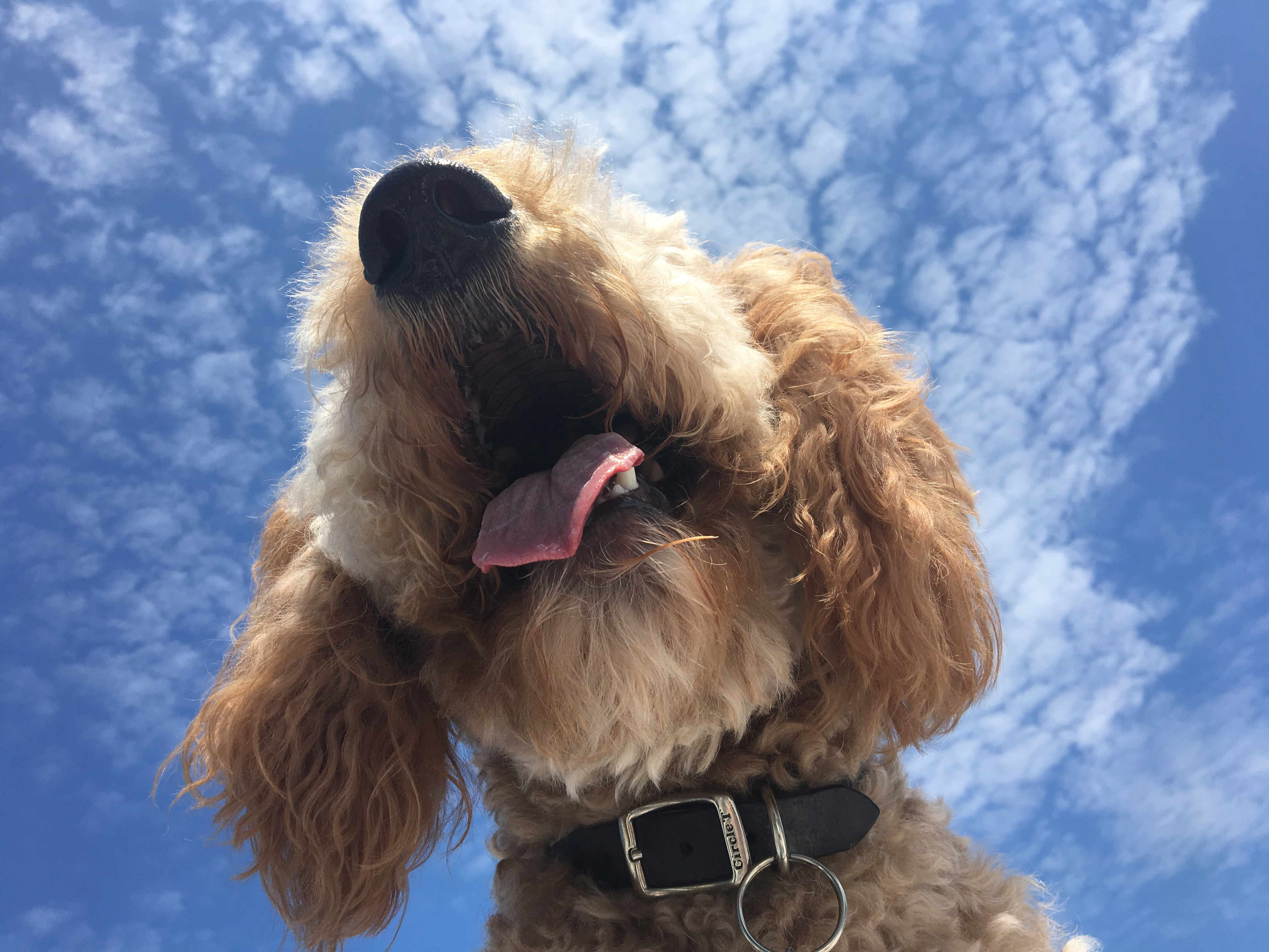 Baxter with his head in the clouds