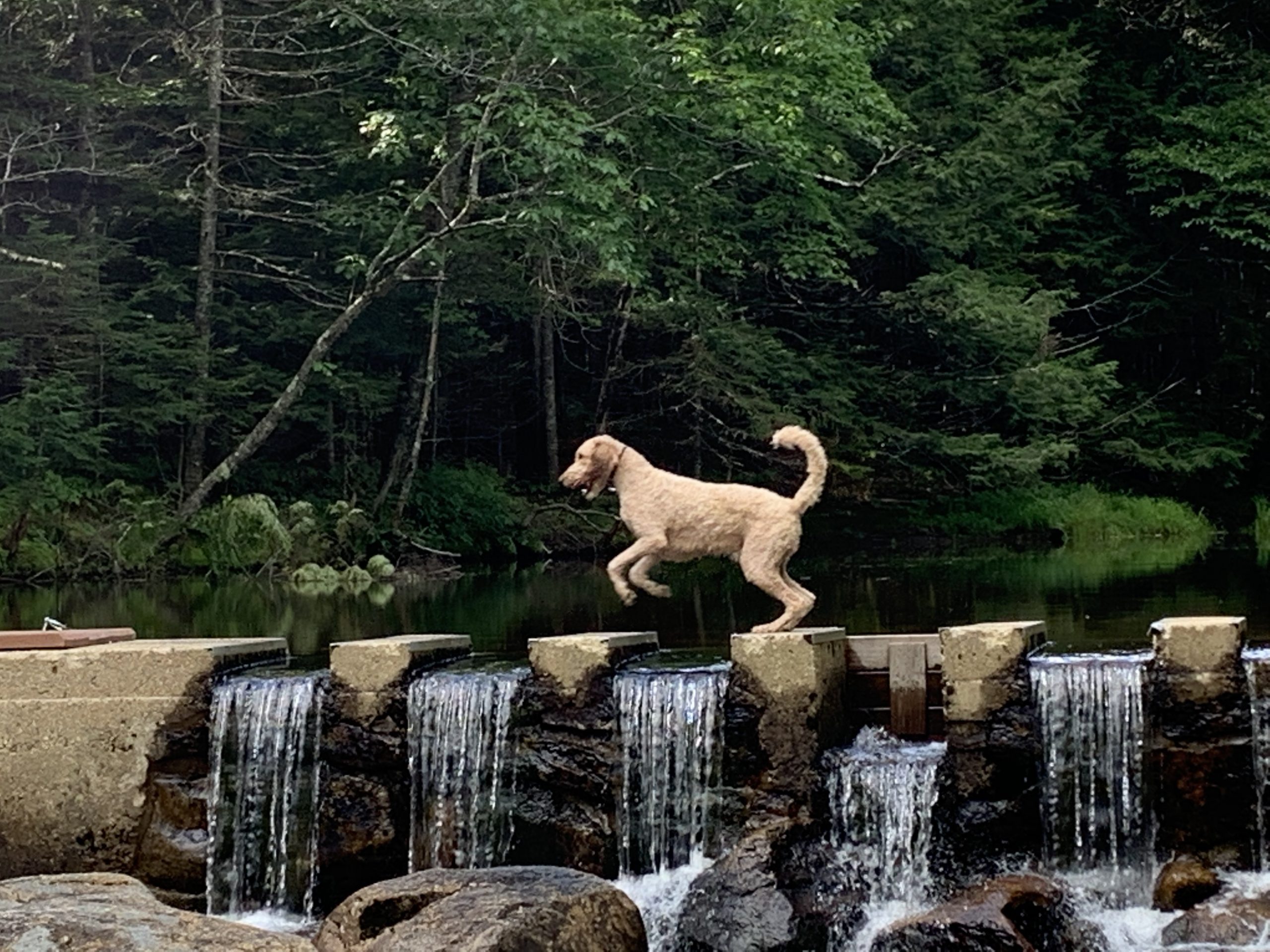 Baxter jumping on the damn at Little Deer Hill