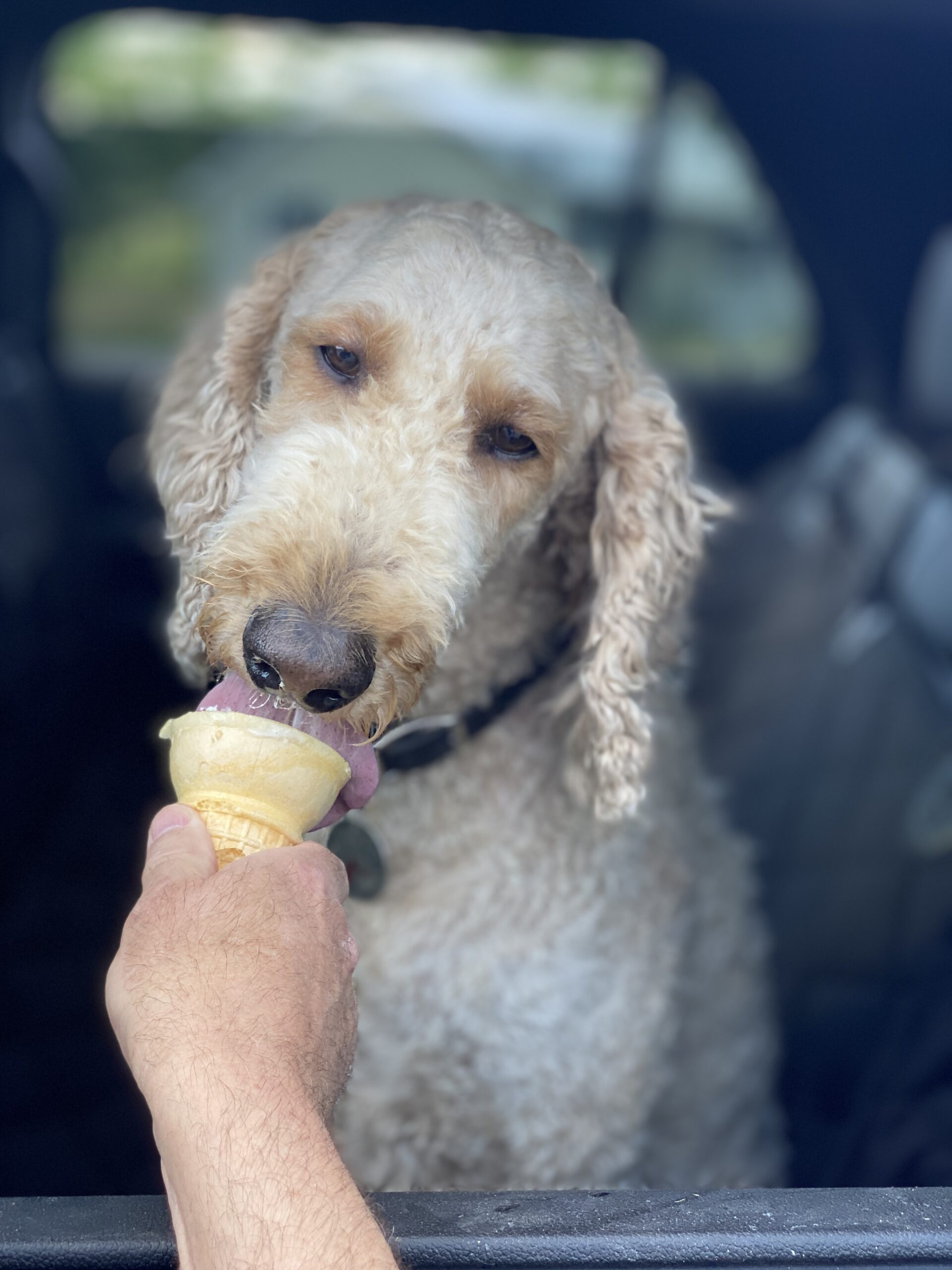 Baxter eating birthday ice cream cone