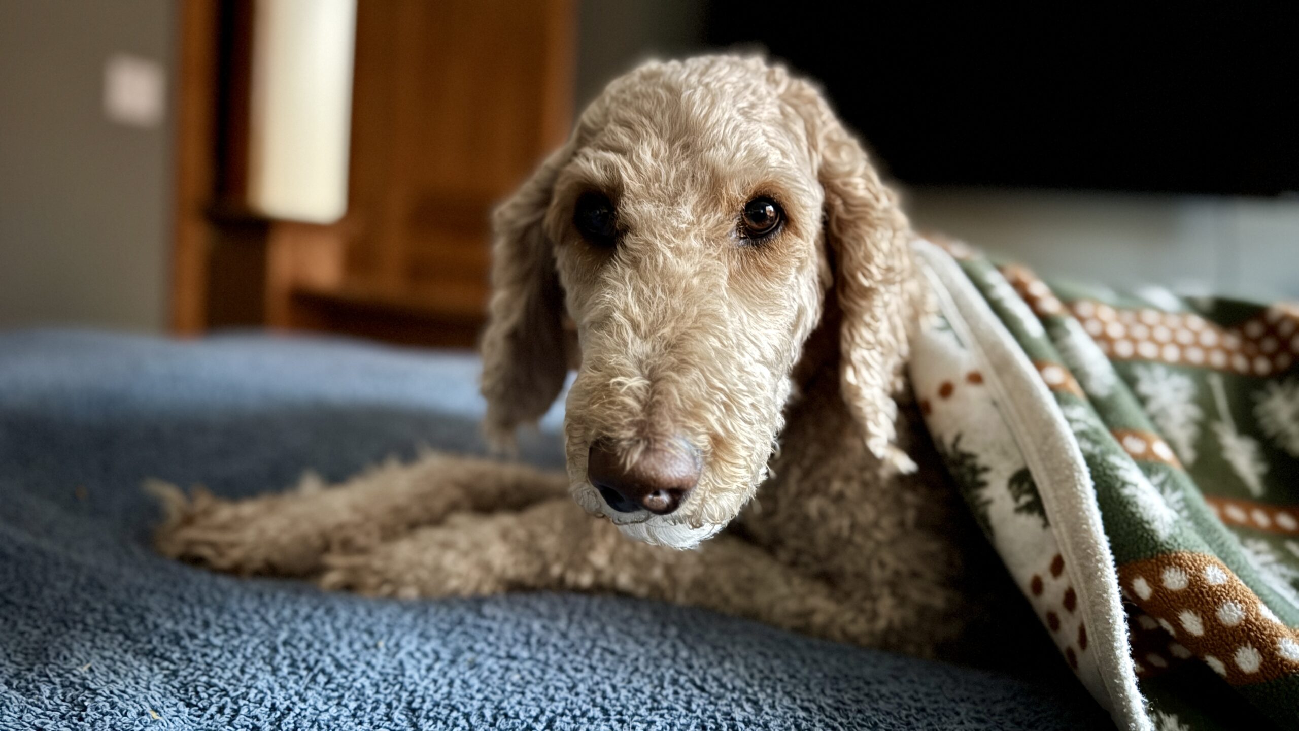 Baxter with our favorite blanket