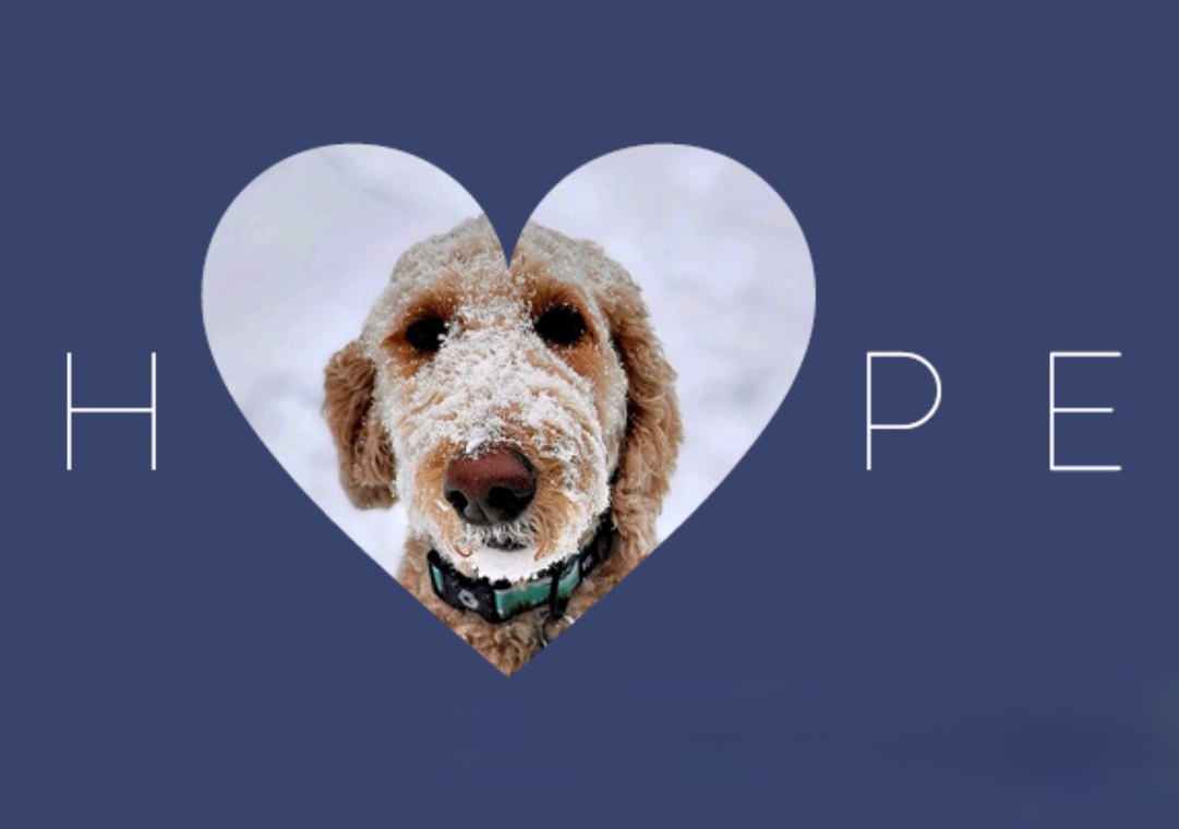Baxter's face in a heart shape spelling the word: hope