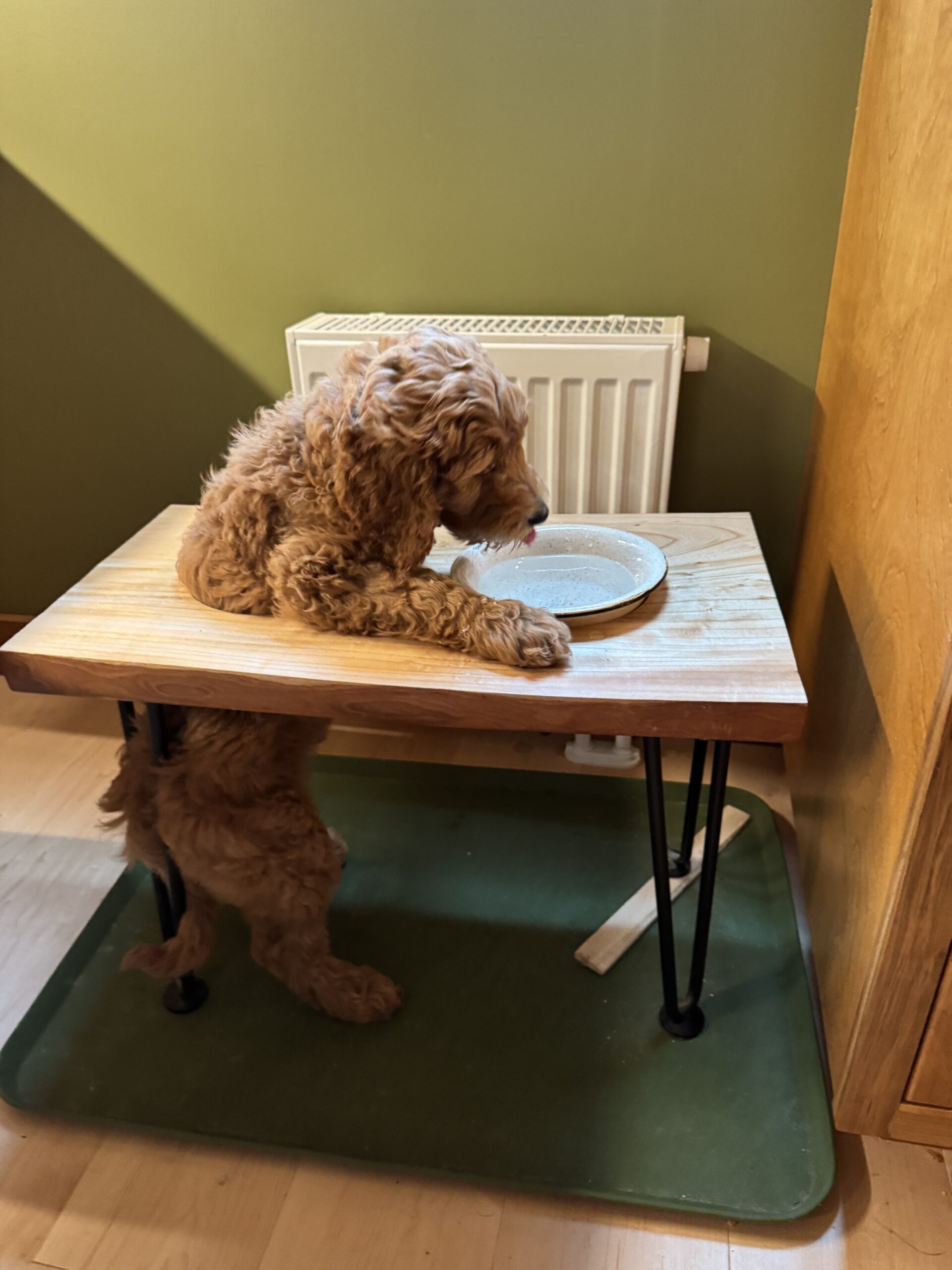Maggie drinking out of Baxter's water bowl