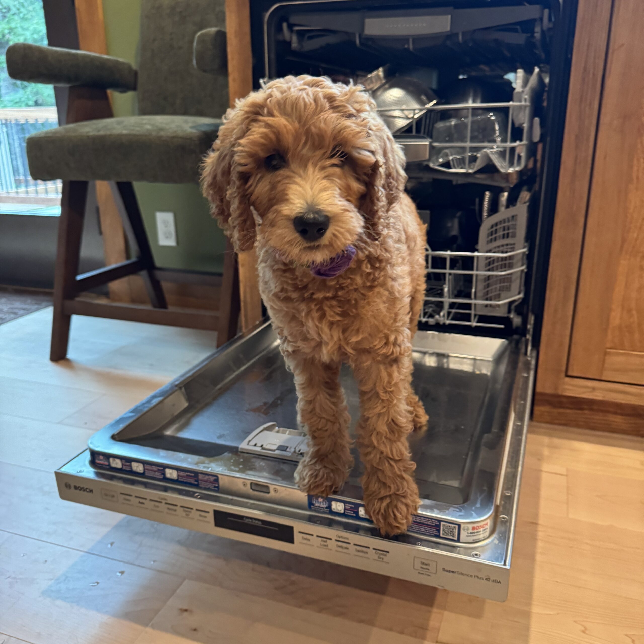 Maggie Rose doing the prewash