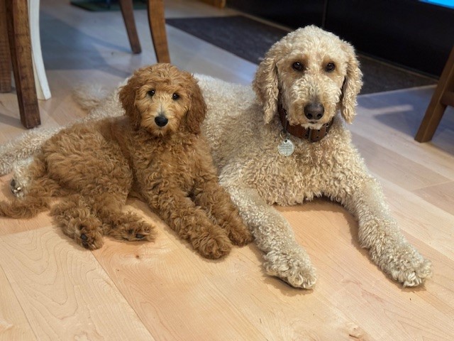 Baxter & Maggie posing